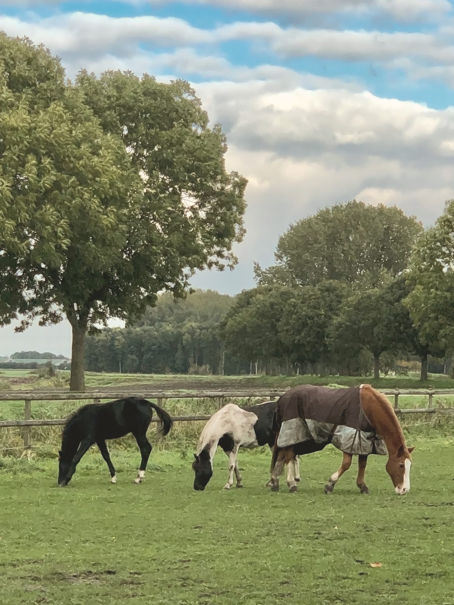 Een oud paard in de wei bij Equinova, dat hier tot het einde blijft