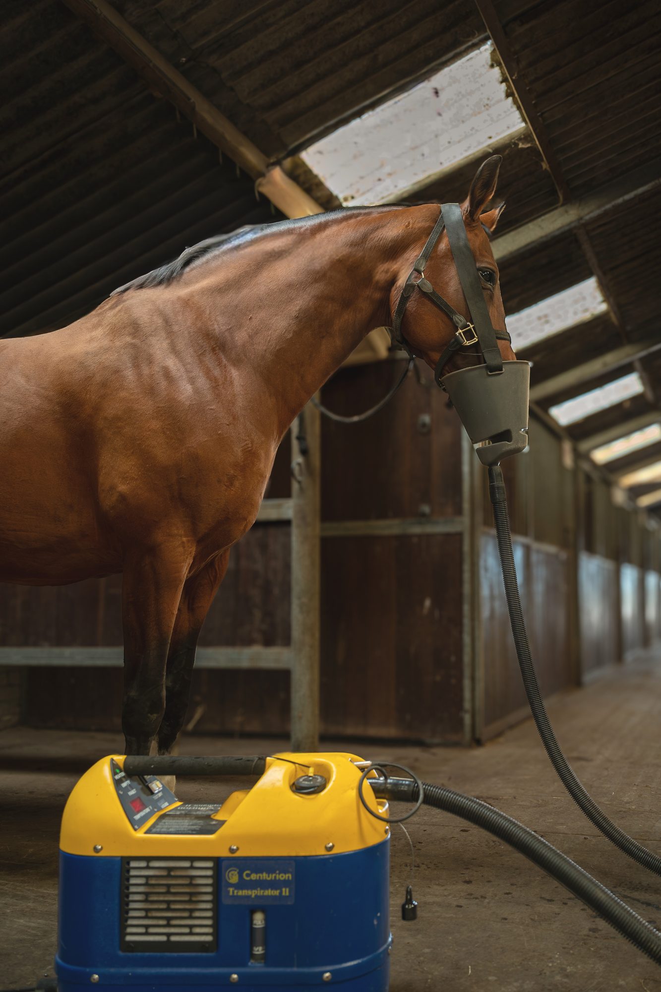 Een paard met het transpiratormasker op
