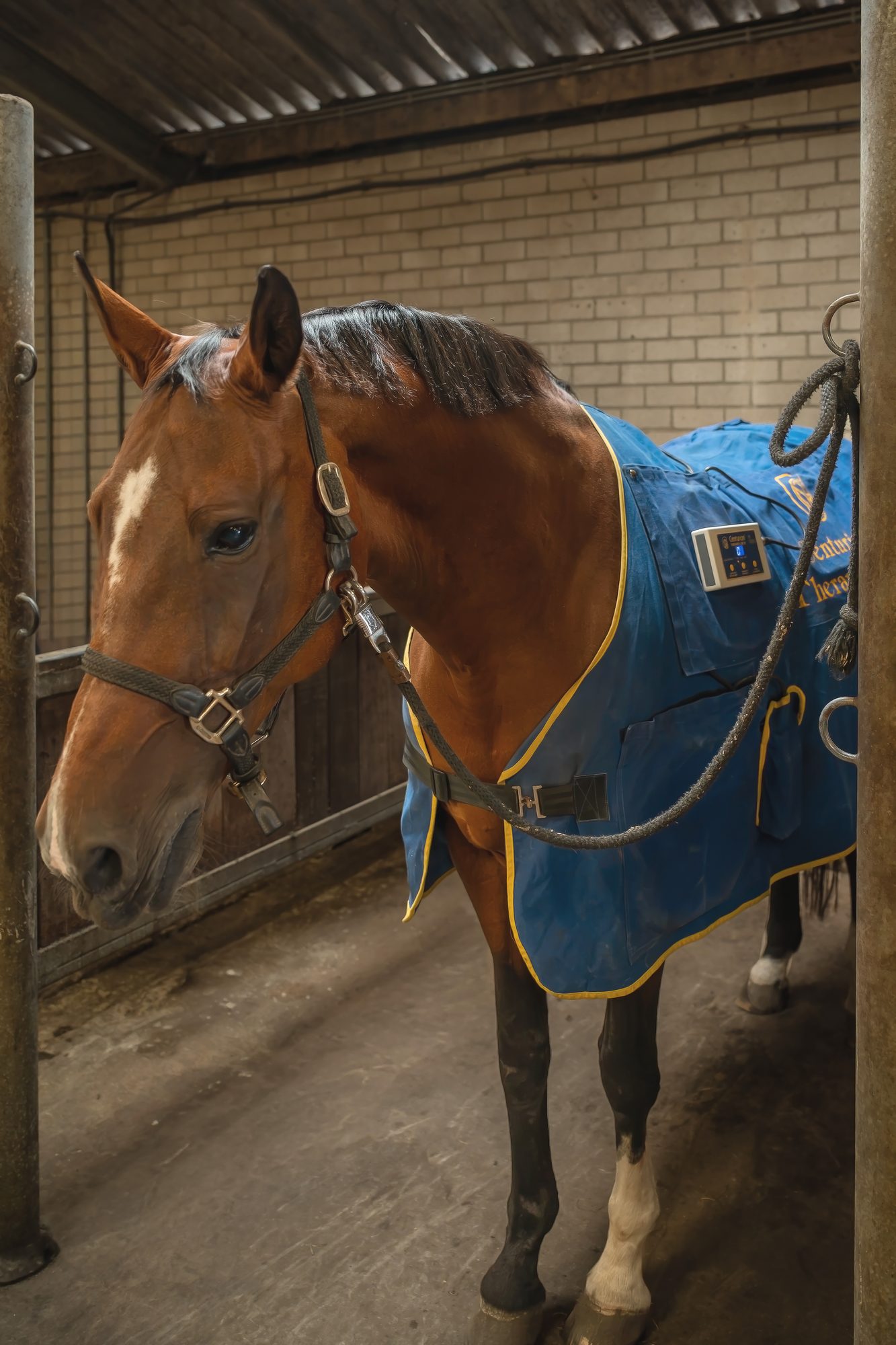 De magneetdeken over het lichaam van een paard