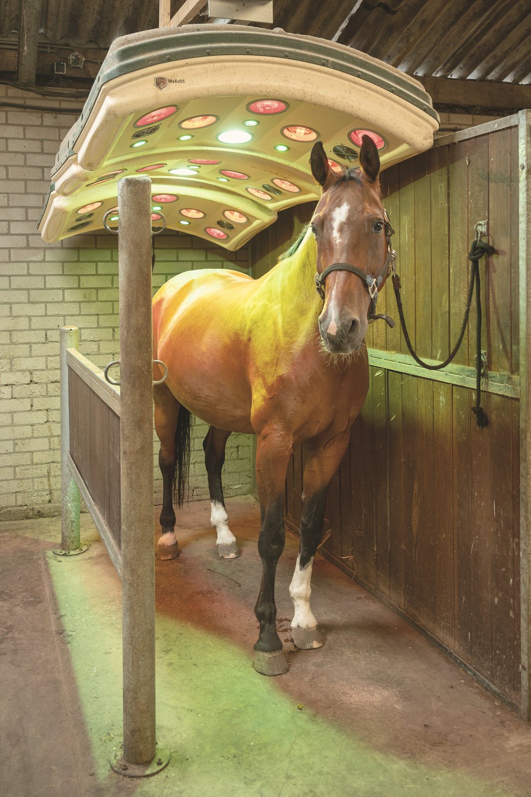 Een paard dat onder het solarium staat, met het gekleurde licht over het lijf