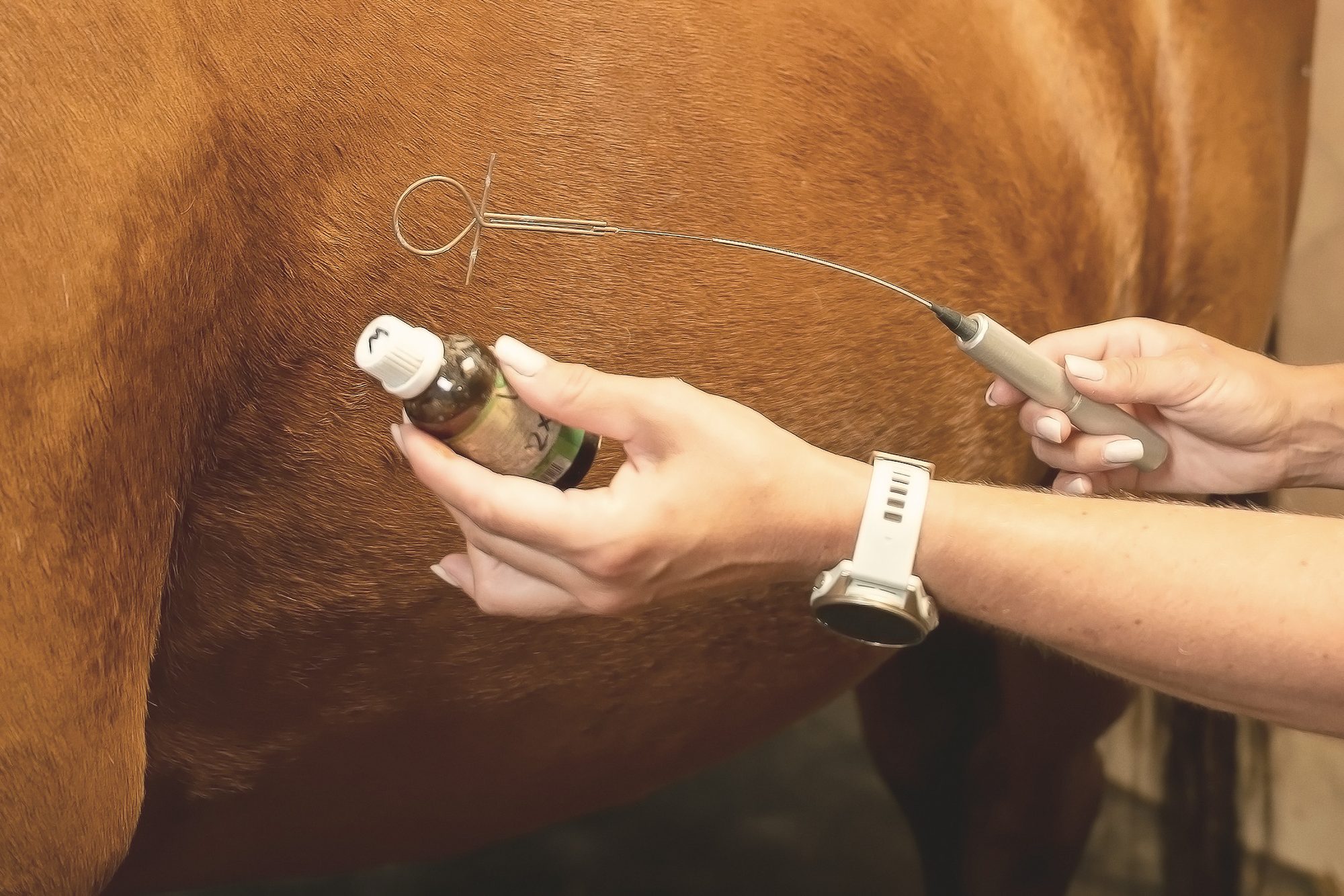 Een test met de biotensor en een flesje tegen het lichaam van een paard