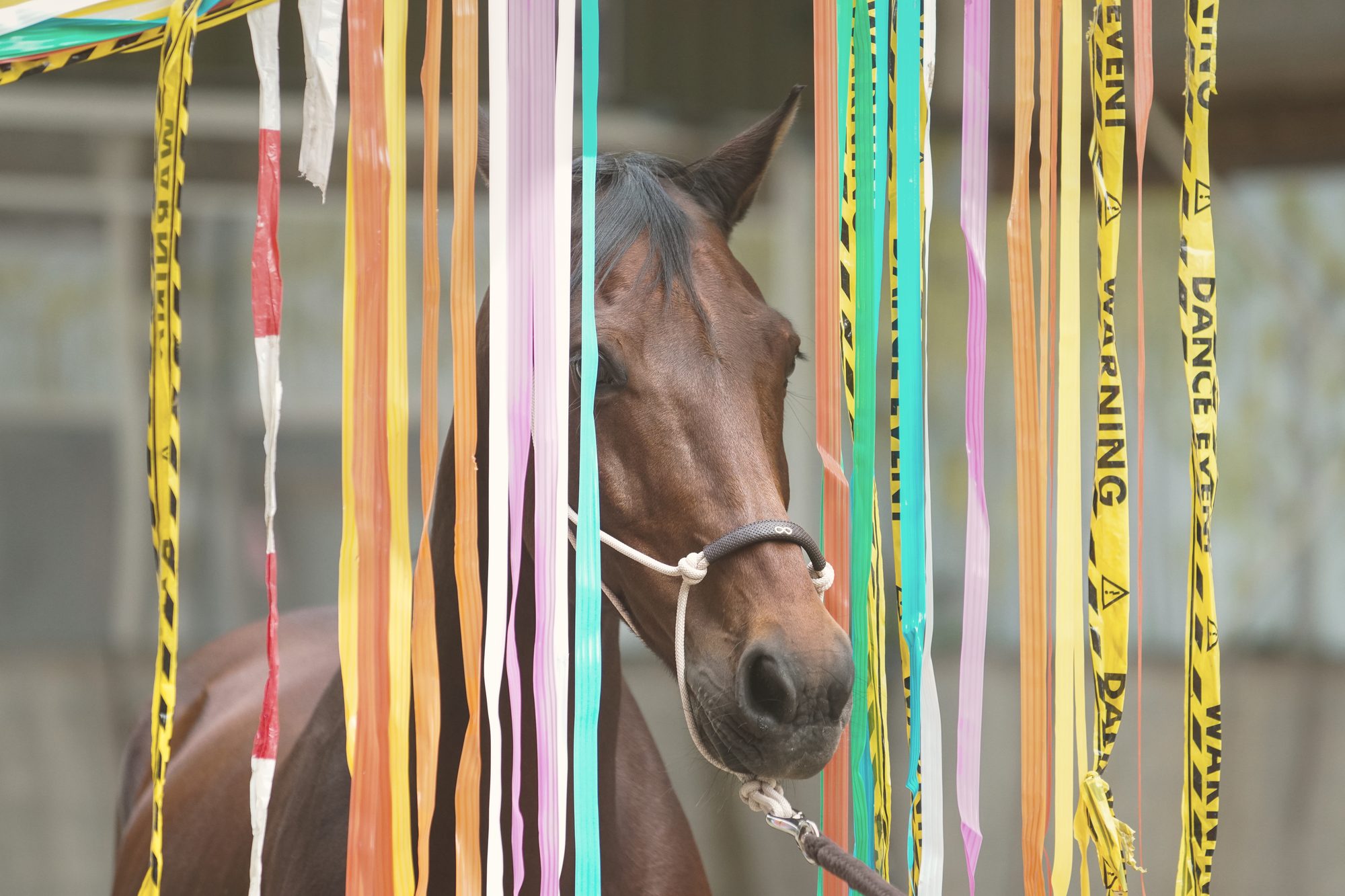 Een paard staat rustig tussen een gordijn van gekleurde linten tijdens een gewenningsoefening
