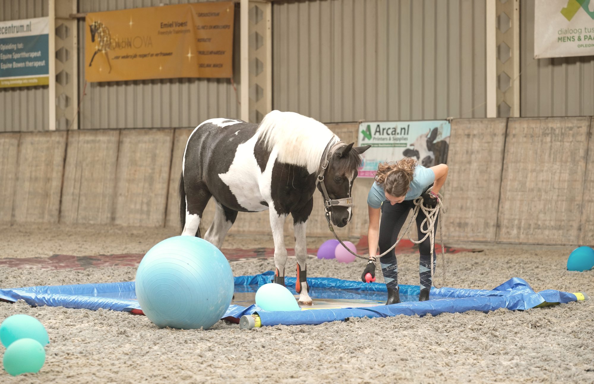Een paard dat nadenkt bij een Ventura-obstakel