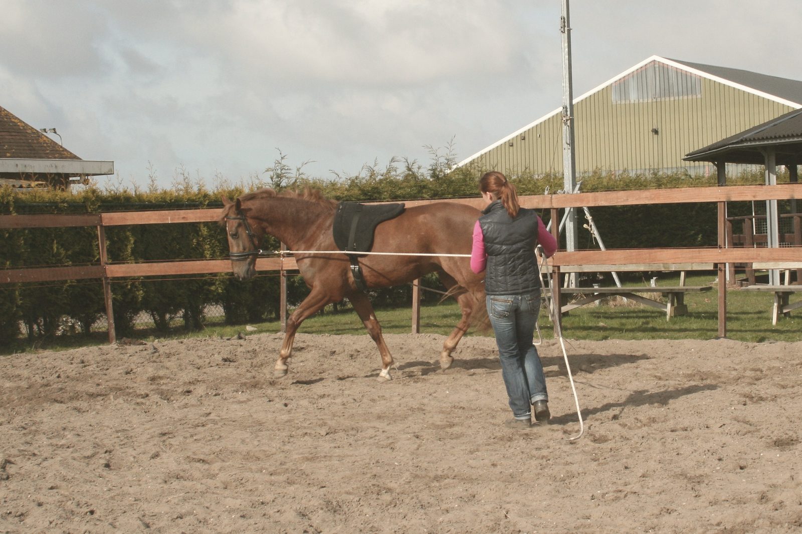 Werken aan de dubbele lange lijnen, meelopend achter het paard