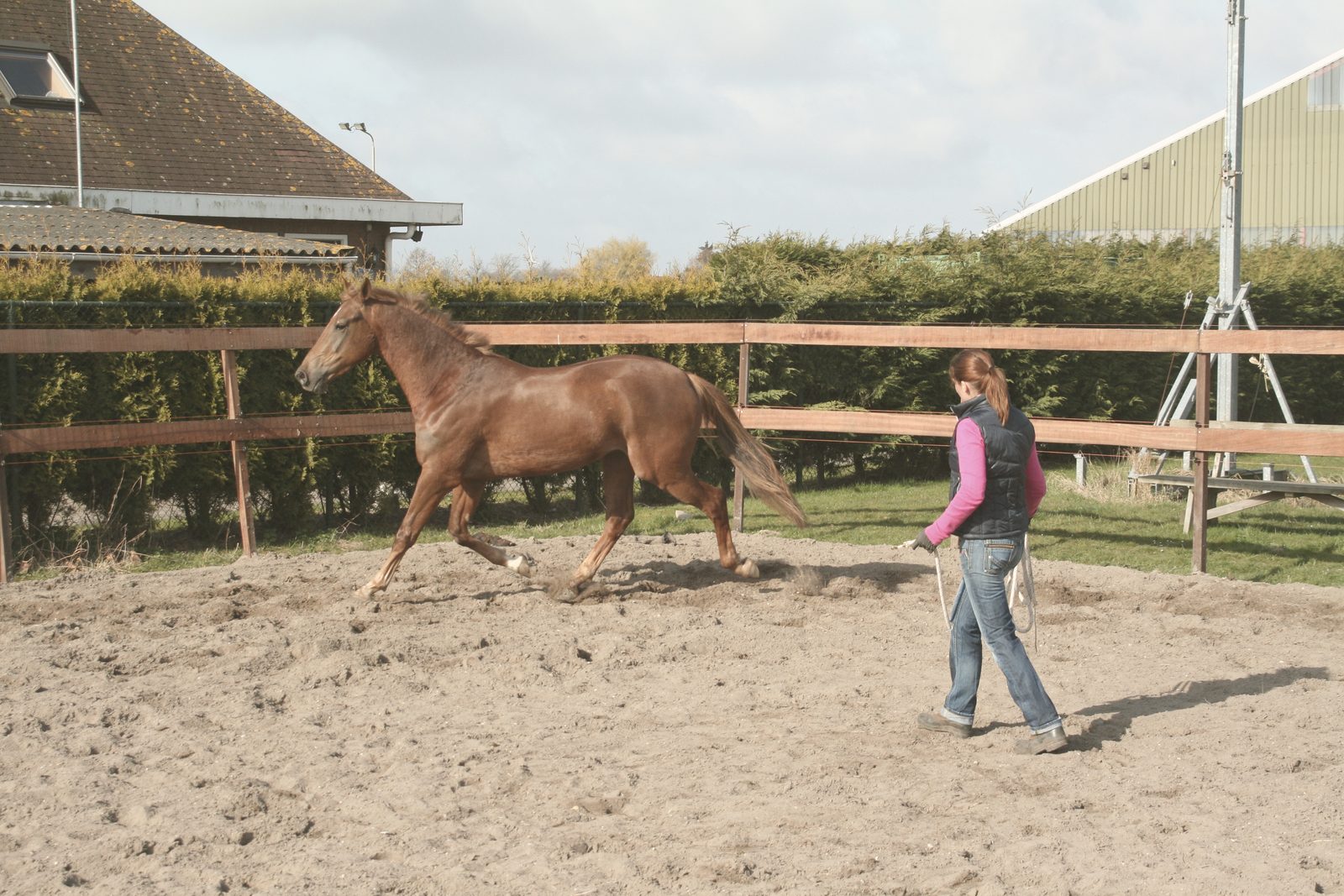 Een paard dat los in de ring wordt losgewerkt