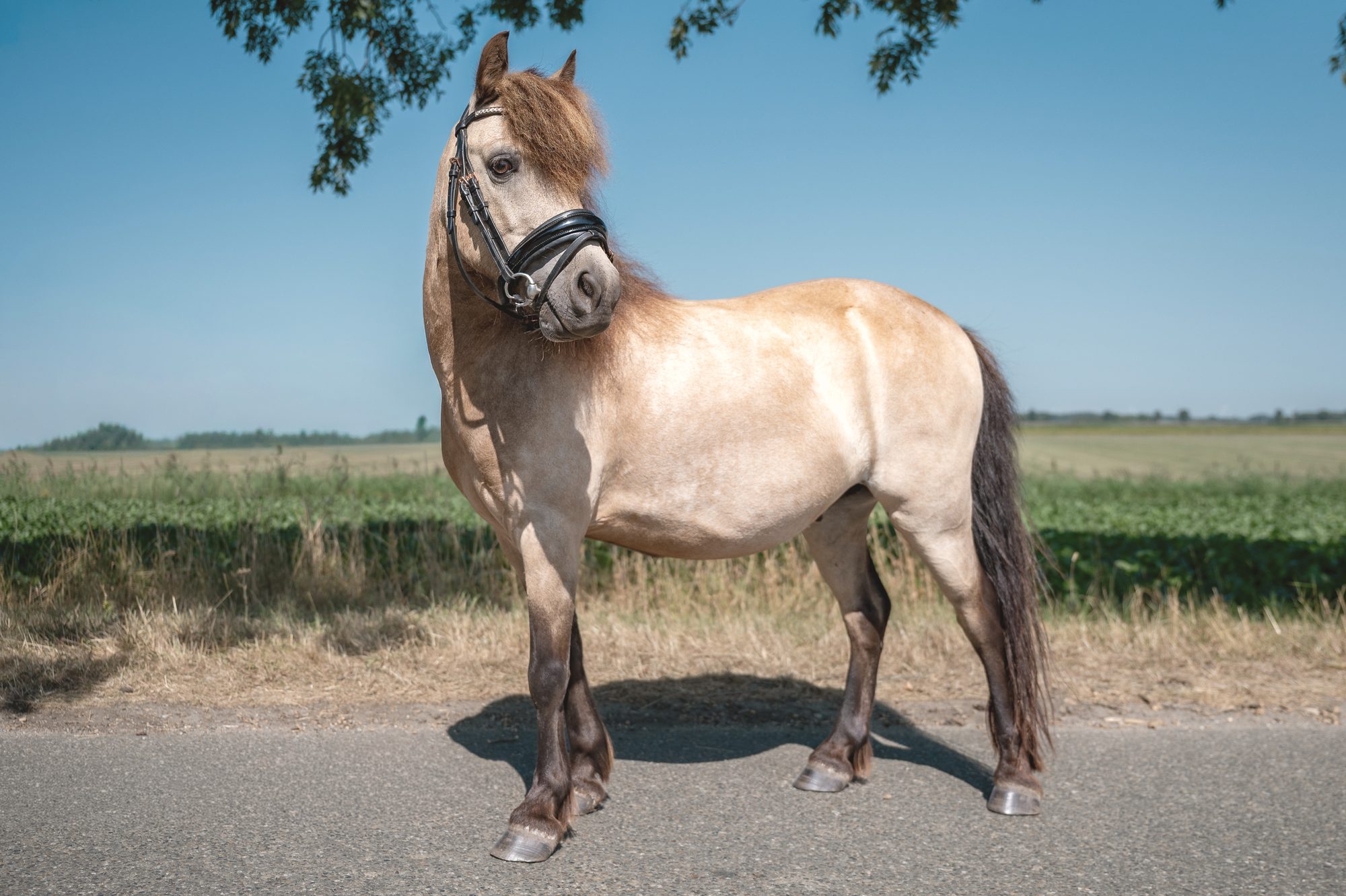 Ukkie, recht van opzij op de weg langs het land
