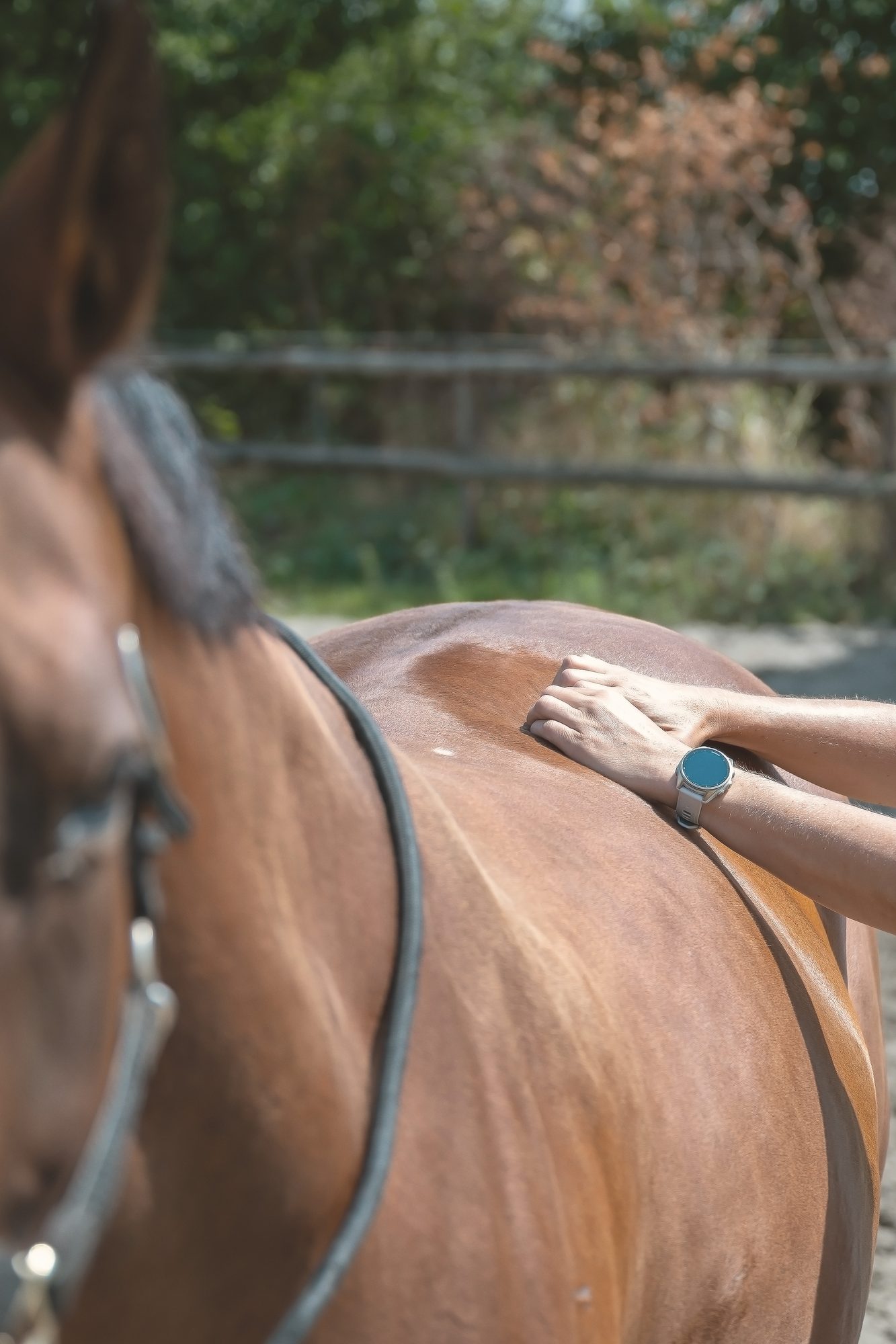 Een hand die rustig op de rug van een paard ligt, buiten in de zon