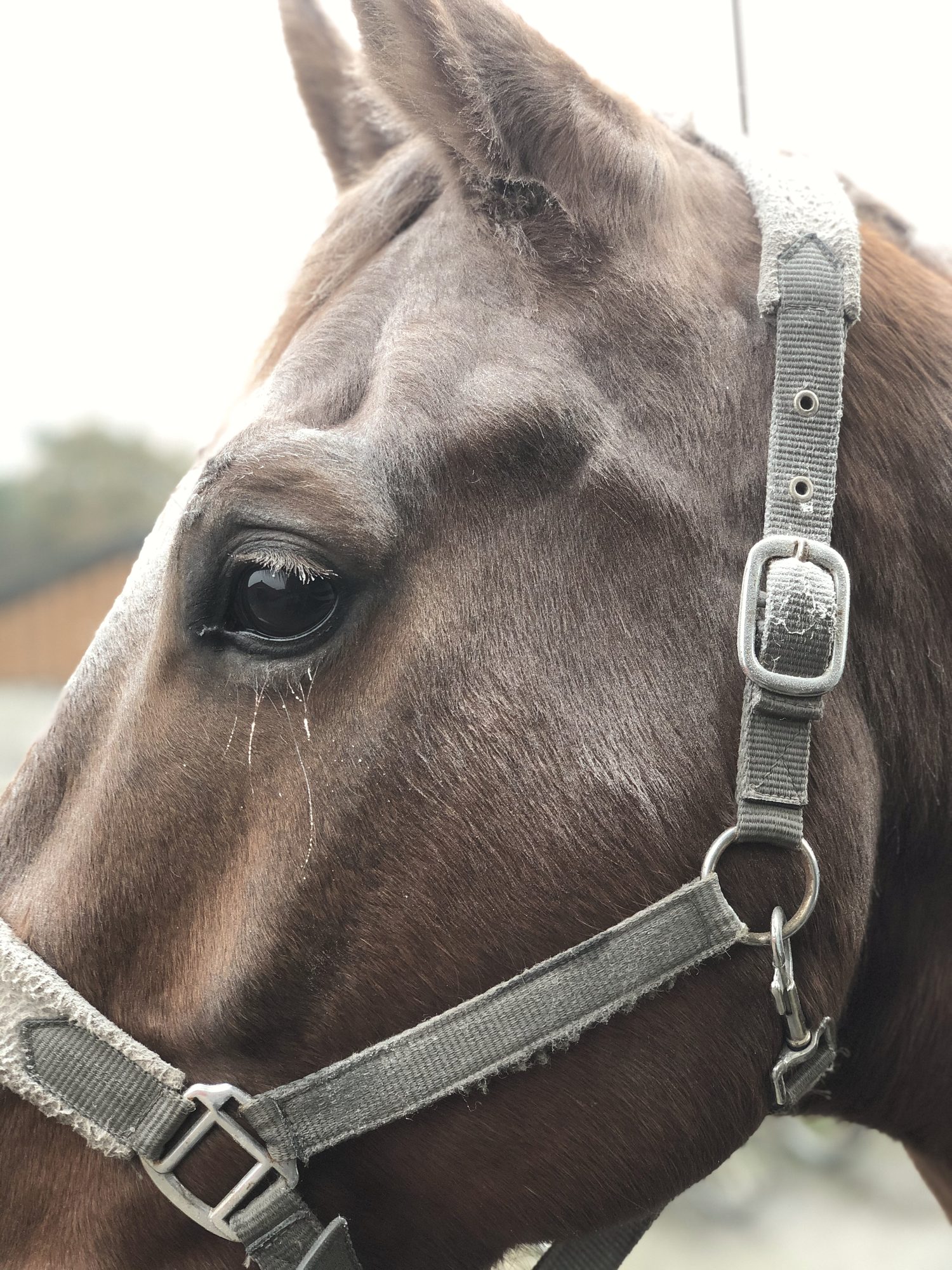 Het hoofd van een paard met een traanspoor onder het oog