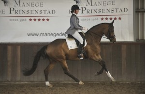 Schoolmaster Equinova's Diva, het ideale leerpaard voor jou!