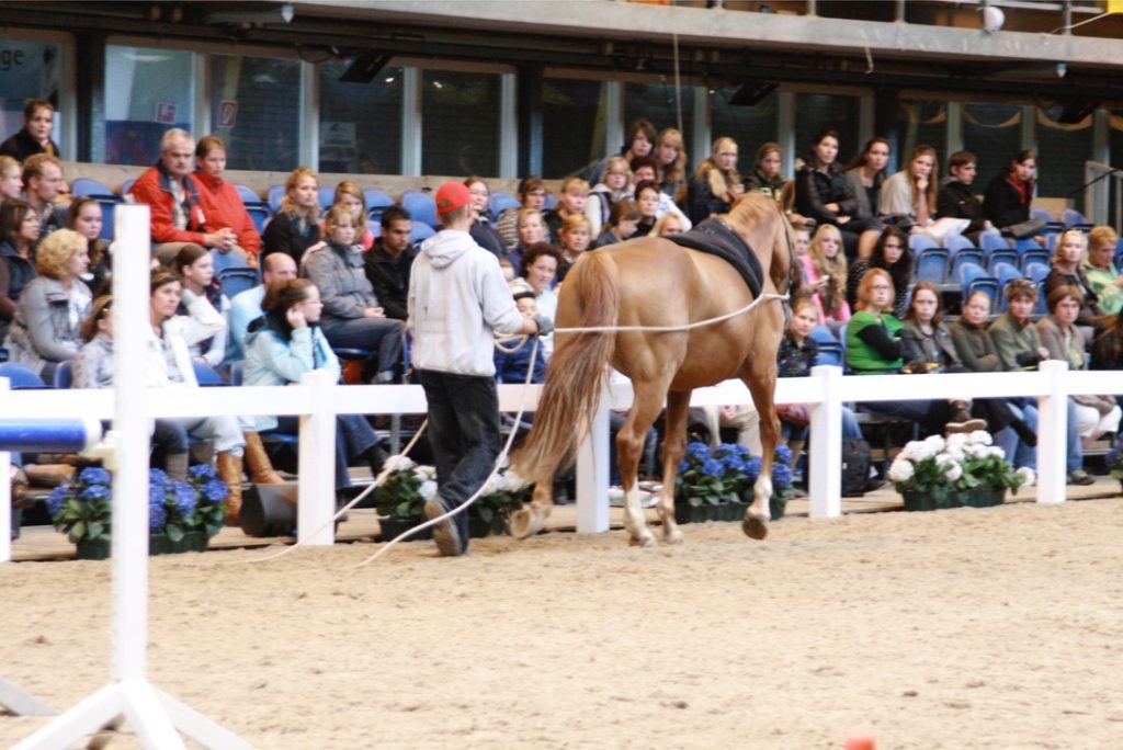 Stalmanager Gilbert werkend aan de dubbele lange lijnen tijdens een show @Horse Event
