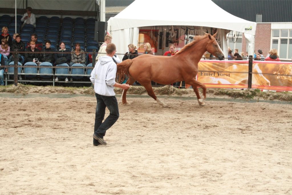 Stalmanager Gilbert aan het loswerken tijdens een show @Horse Event