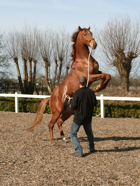 Stalmanager Gilbert met een dominante 3 jarige hangst