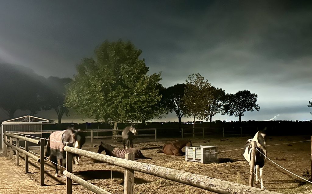 De buitenplaats van Equinova, alle voordelen in 1: kudde huisvesting, luxe faciliteiten en deskundige begeleiding, allemaal onder 1 dak!