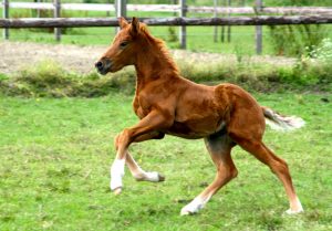 Equinova's Jahzara, zo lief en mensgericht!