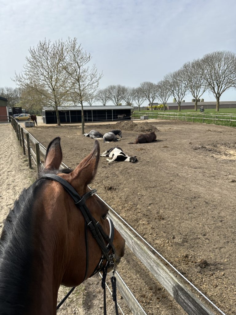 De buitenplaats: Alle voordelen van kudde huisvesting, alle luxe faciliteiten en deskundige begeleiding @Equinova