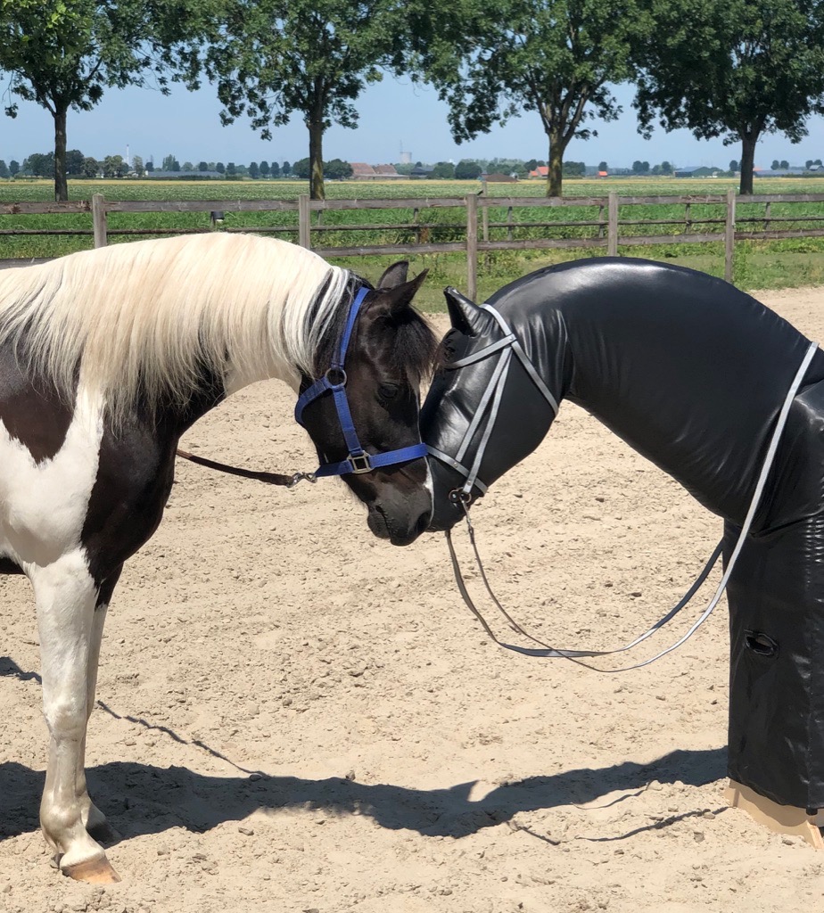 De kosten voor een intake houding en zit zijn 150€. Wanneer je aan de hand van dit intake een traject bij ons boekt, komt 50% van de kosten van dit intake te vervallen.