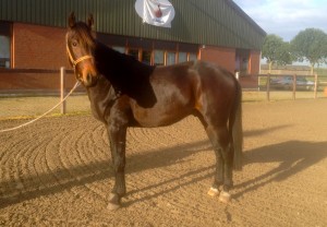 Equinova's G-Star, met hem kun je alle kanten op!