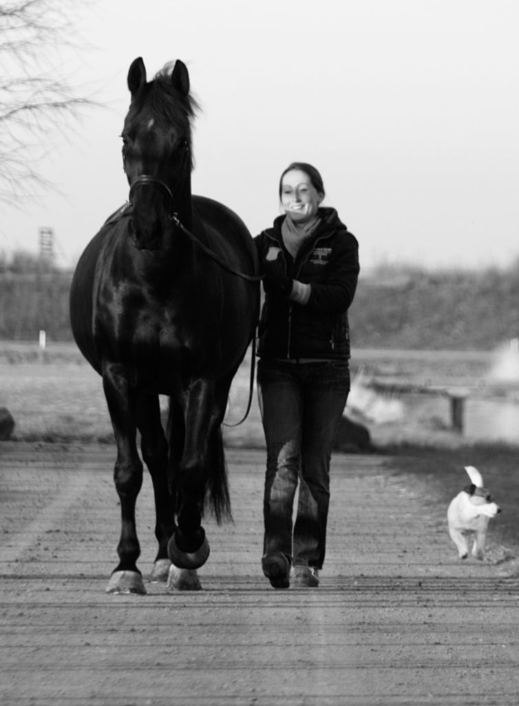 De gezondheid van het paard hangt voor een groot gedeelte af van de kennis van de ruiter