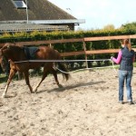 Het beleren van een jong paard hier aan de dll mbv een bitloos hoofdstel, Bare Back Pad en opzetstukje