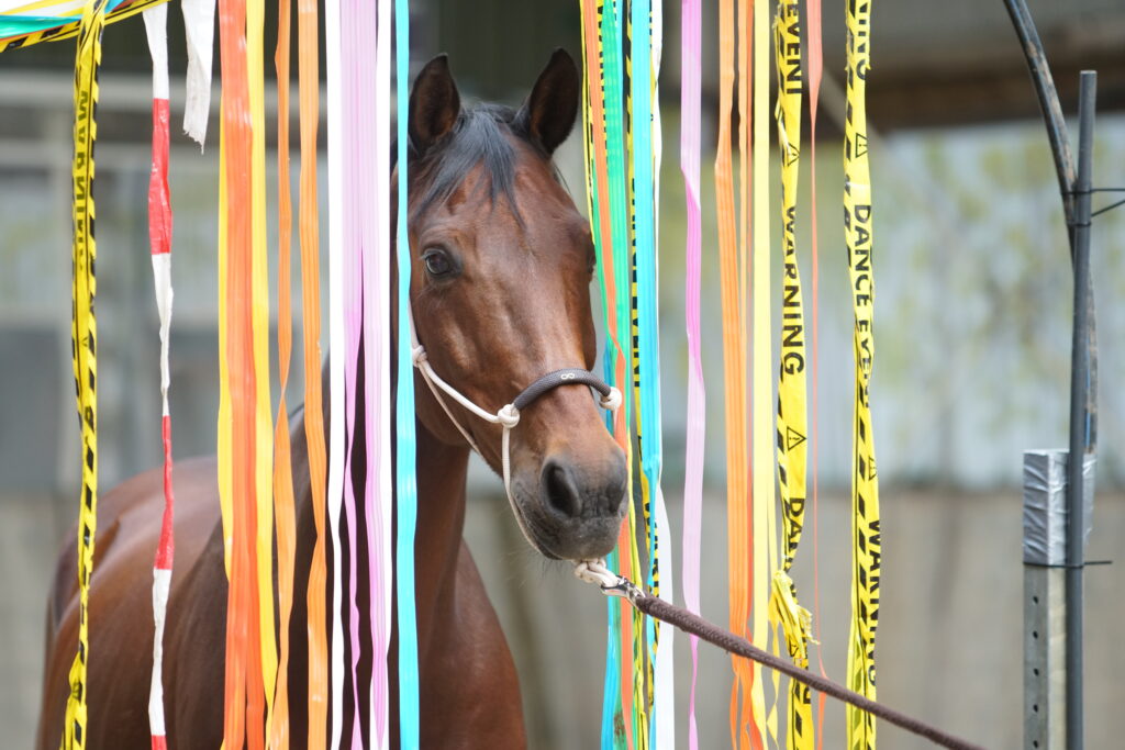 Aventura van Equinova behoort gewoon op jouw bucketlist te staan