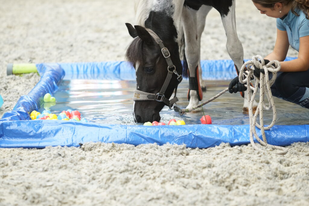 Ligt daar nu iets lekkers op de bodem van de vijver van Equinova's Ventura?