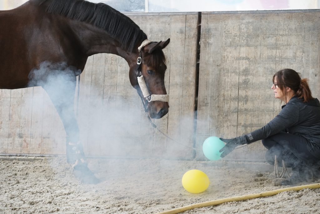 Boek jij ook een Equinova's Ventura clinic voor jouw paardenvrienden?