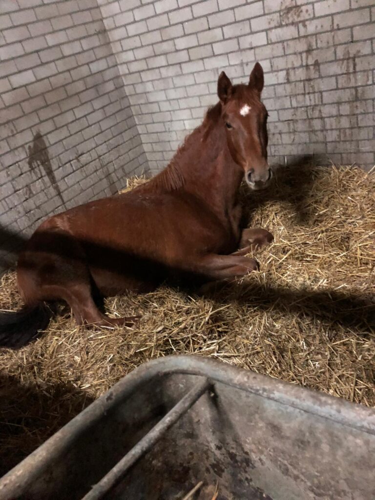 Des te leuker dat ik dan binnen mum van tijd een foto kan sturen van een heerlijk languit slapend paard in zijn nieuwe stal:-)