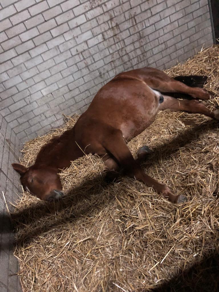 En wanneer ze er zijn, dan zijn zij er ook echt voor hun paard.