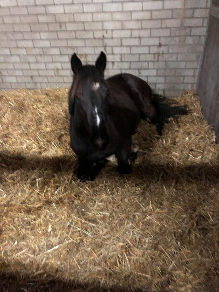 De nieuwe paarden die in een mum van tijd heerlijk languit liggen te slapen