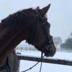 Jahzara, het paard dat Margot least