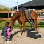 Beleren van een jong paard, met hier het "hangen" om aan het gewicht van de ruiter te wennen